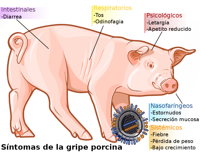 782px-Swine_influenza_symptoms_on_swine-es.svg